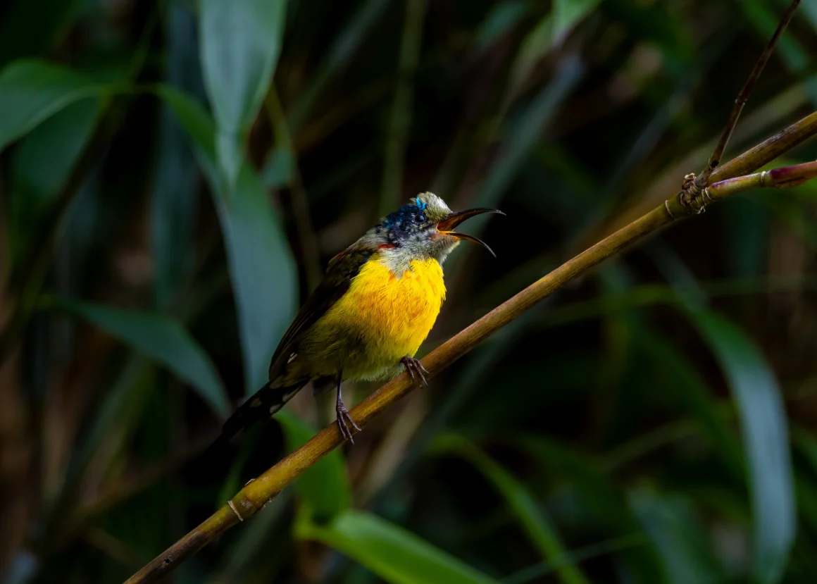 Fansipan flora and fauna_5