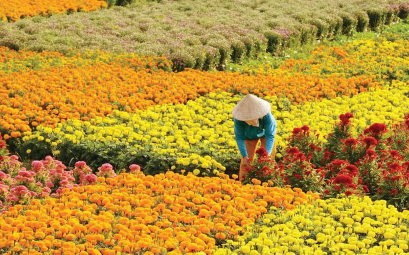 Mekong Delta tour from Ho Chi Minh City_6