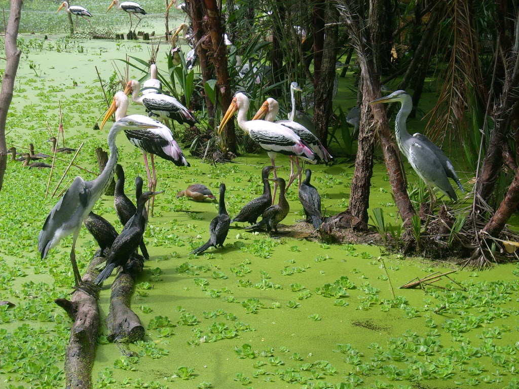 eco-friendly Mekong Delta tours_2