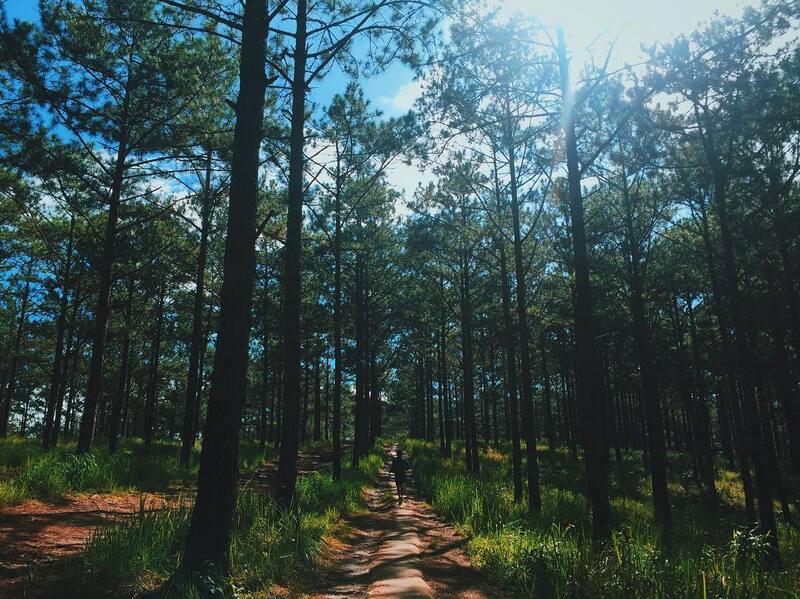 pine forests in Vietnam_1