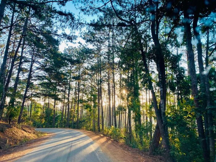 pine forests in Vietnam_2