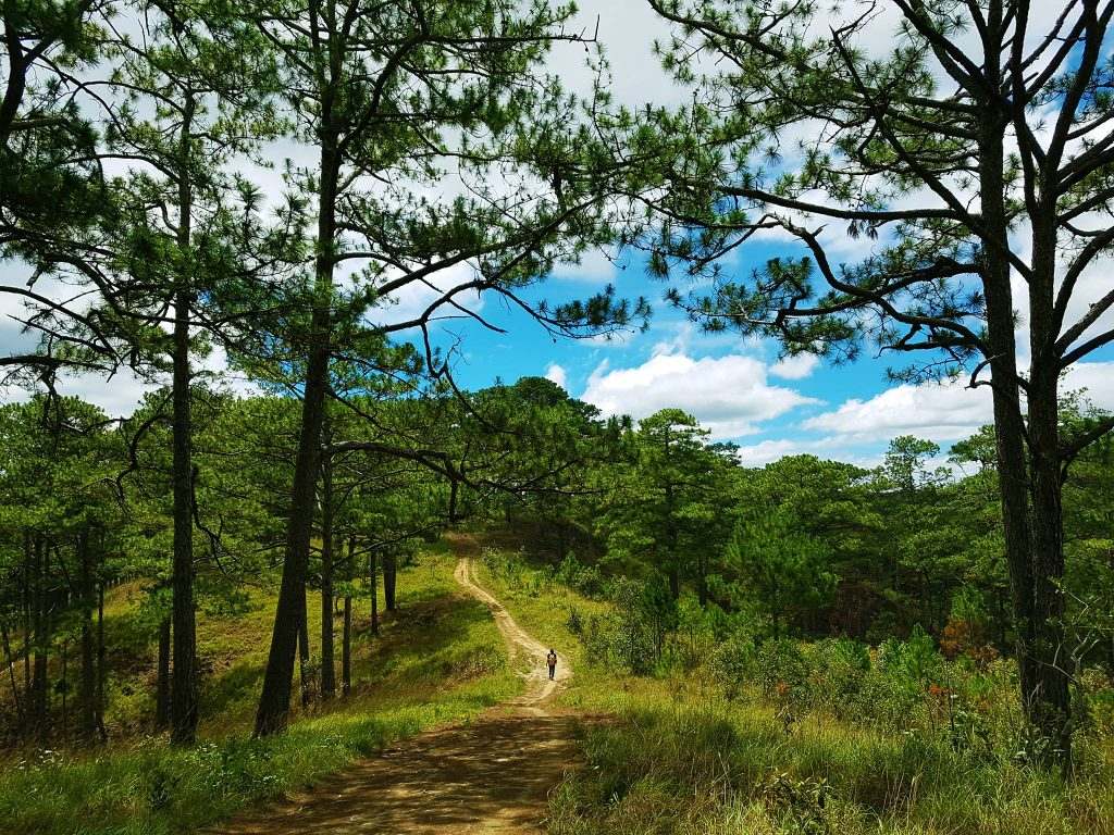 pine forests in Vietnam_4