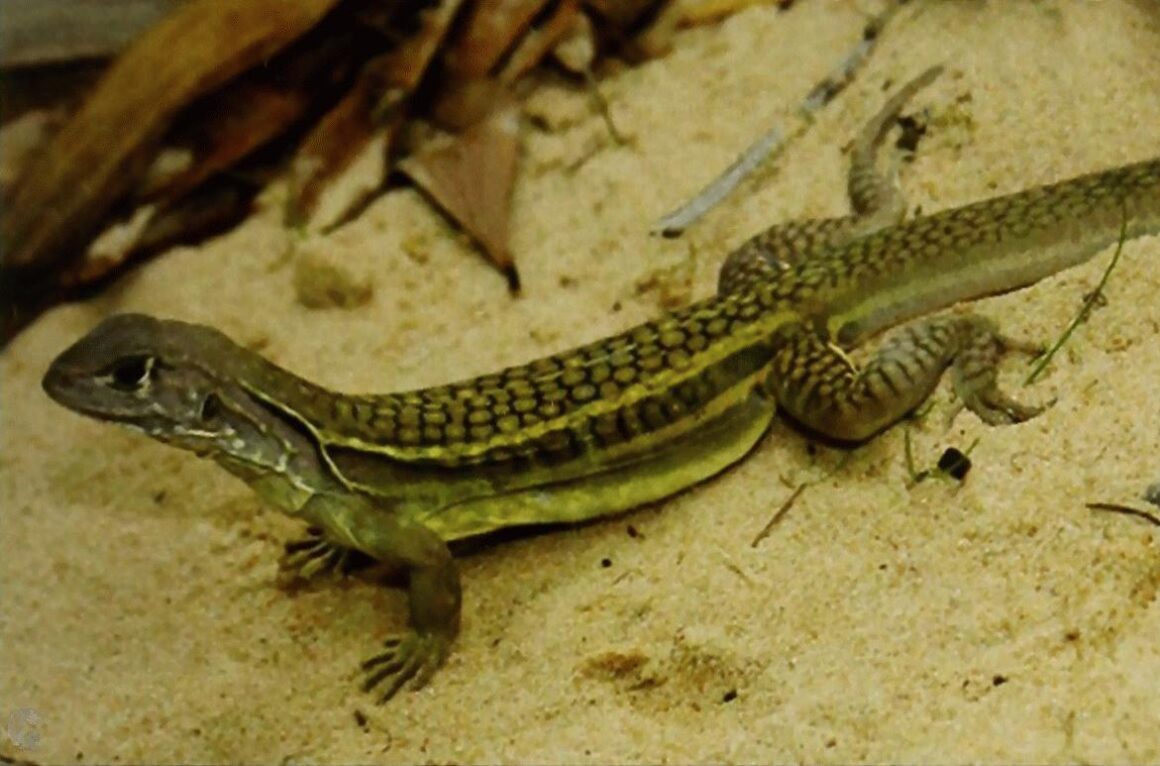 Binh Chau – Phuoc Buu Nature Reserve