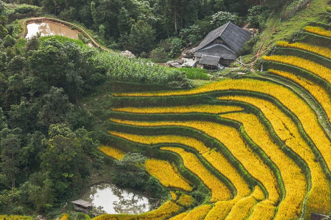 best rice terraces in Northern Vietnam_4