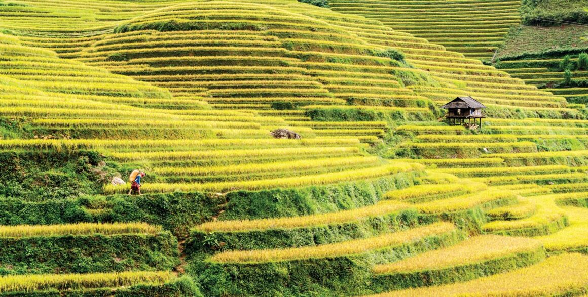 best rice terraces in Northern Vietnam_5