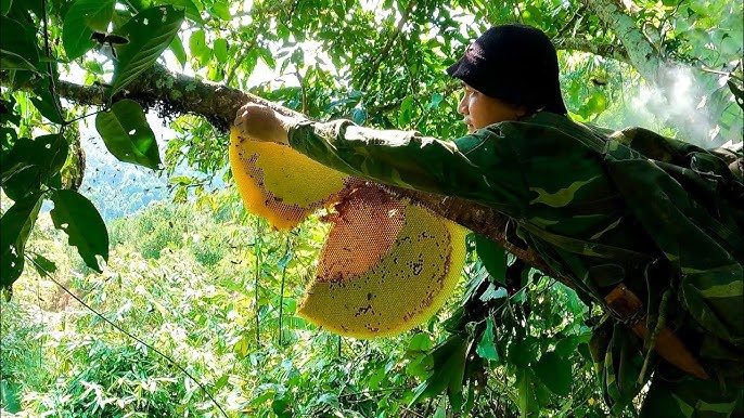 wild honey hunting in Vietnam_1