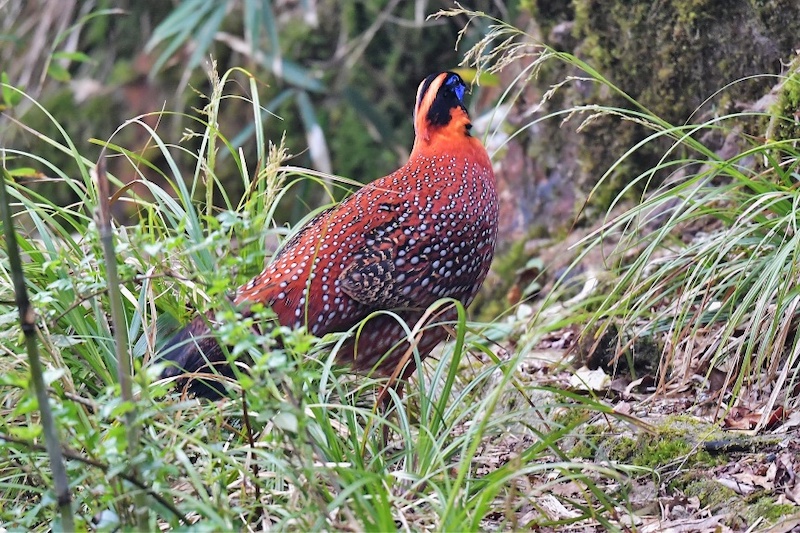 Hoang Lien National Park trekking guide_4