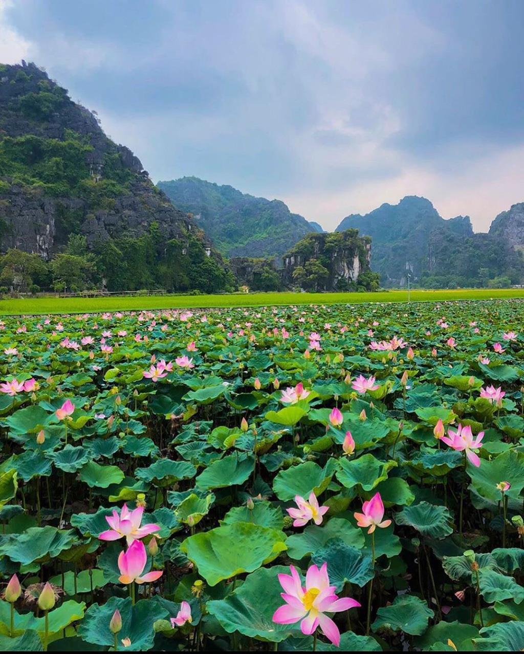 Ninh Binh lotus ponds_1