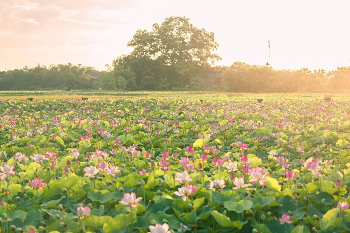 Ninh Binh lotus ponds_2