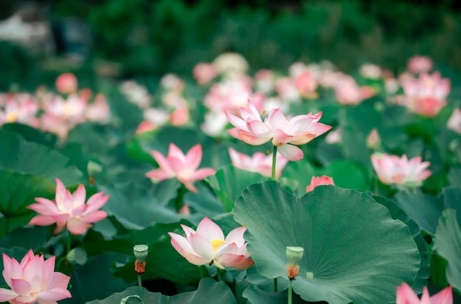 Ninh Binh lotus ponds_2