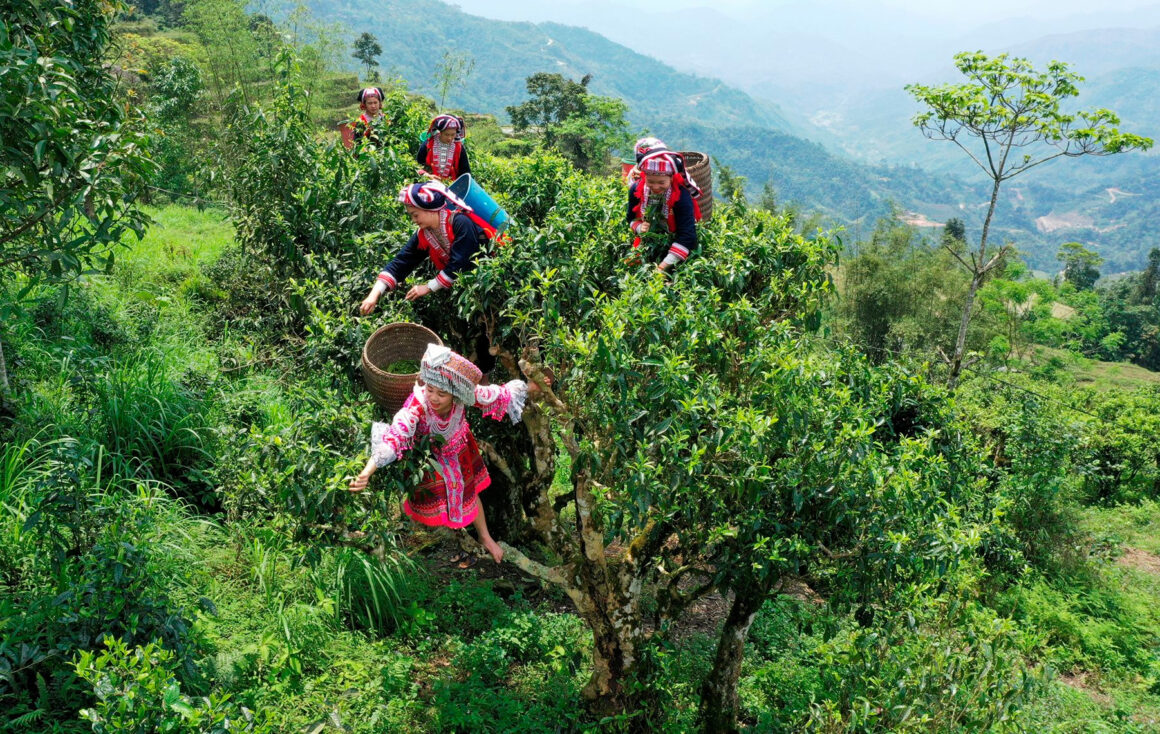 Shan Tuyet tea trekking