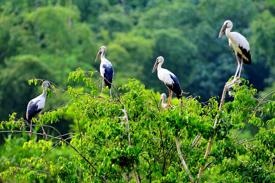 Thung Nham Bird Garden guide_2