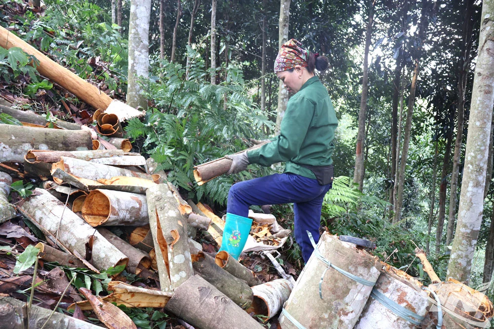 Cinnamon harvest in Vietnam