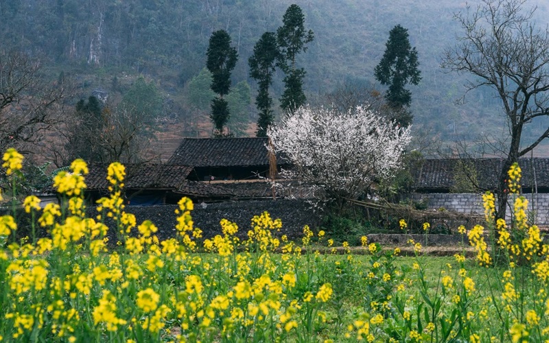 best time for Ha Giang Loop_3